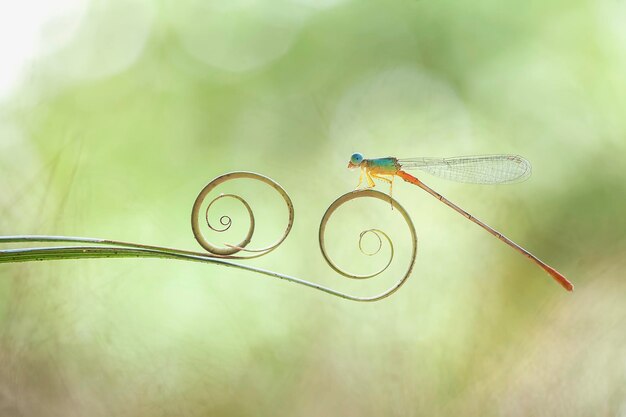 Foto hermosas damselflies con bordes de hojas