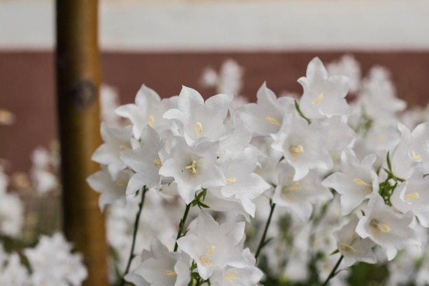 Hermosas y delicadas flores de campana blancas