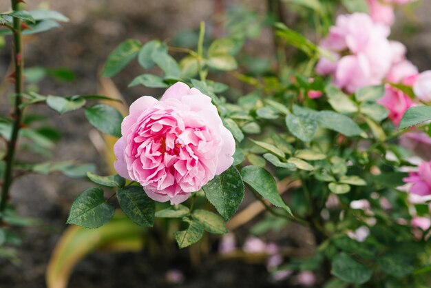 Hermosas y delicadas flores rosas rosadas Mary Rose en el jardín de verano