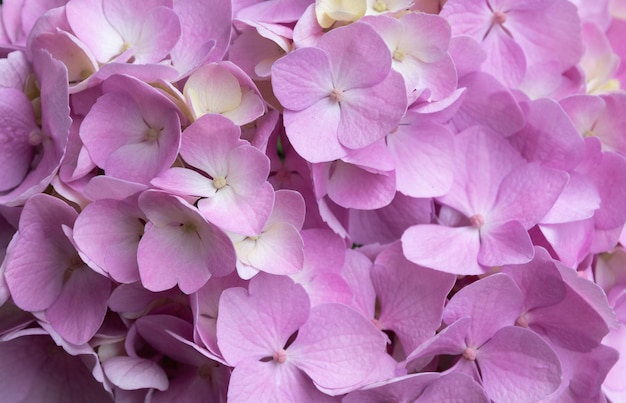 Hermosas y delicadas hortensias rosadas en flor primavera verano flores en el jardín