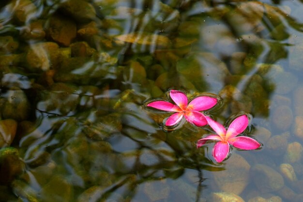 Hermosas dos flores de color rosa flor de plumeria en el agua con la luz del sol en la mañana de verano