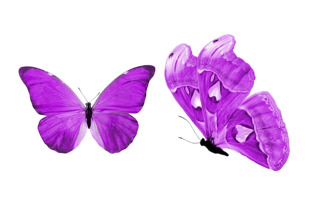 Hermosas dos mariposas moradas aisladas sobre fondo blanco