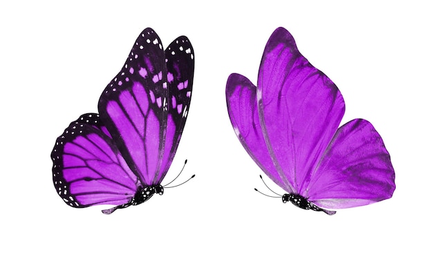 Hermosas dos mariposas moradas aisladas sobre fondo blanco