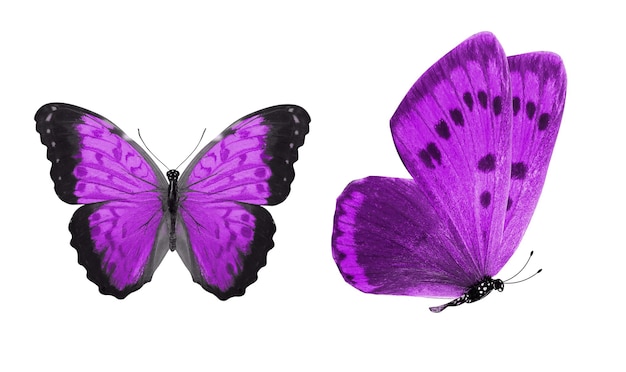 Hermosas dos mariposas púrpuras aisladas sobre fondo blanco