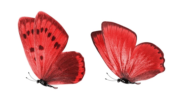 Hermosas dos mariposas rojas aisladas sobre fondo blanco