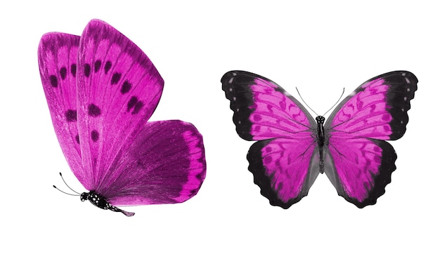 hermosas dos mariposas rosadas aisladas en fondo blanco