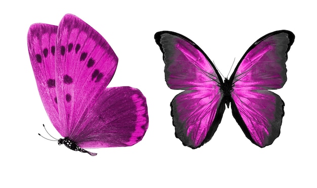 Hermosas dos mariposas rosas aisladas sobre fondo blanco