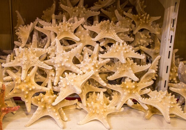 Hermosas estrellas de mar encontradas con fines decorativos
