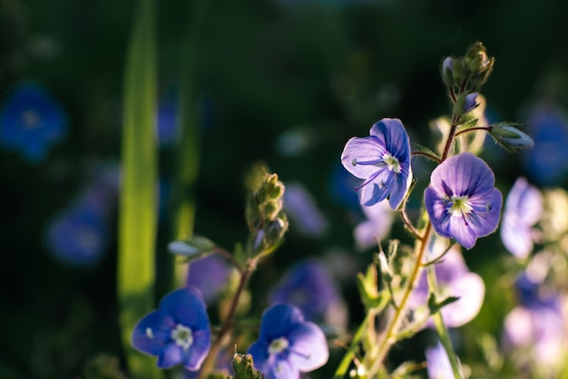 Hermosas florecitas azules verónica en verano