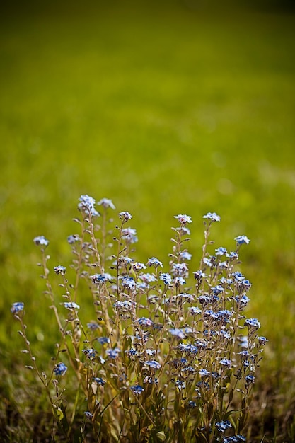 Hermosas florecitas azules