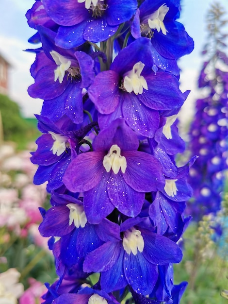 Hermosas florecitas violetas en el jardín en primavera verano