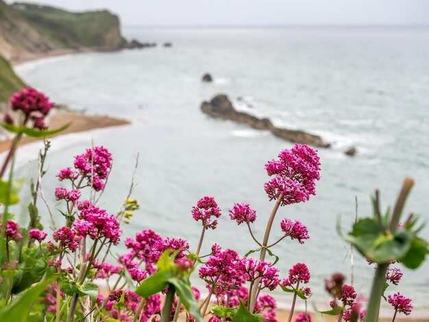 Hermosas flores en el acantilado en la puerta de Durdle y alrededores a lo largo de la costa en Dorset, Inglaterra