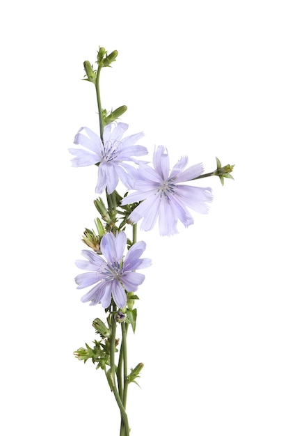 Hermosas flores de achicoria en flor sobre fondo blanco.