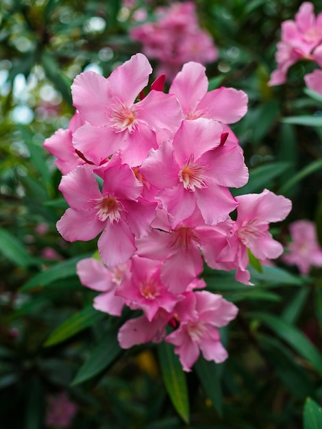 Hermosas flores de adelfa rosa en un primer plano de rama