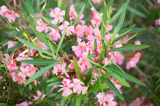 Hermosas flores de adelfa rosa sobre fondo de hojas verdes borrosas