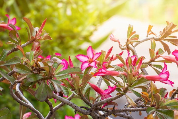 Hermosas flores de adenium rosa o flor de azalea con fondo de hojas verdes borrosas, Adenium obesum es una planta de interior colorida en regiones templadas.