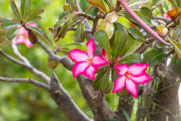 Hermosas flores de adenium rosa o flor de azalea con fondo de hojas verdes borrosas, Adenium obesum es una planta de interior colorida en regiones templadas.
