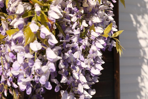 Hermosas flores al aire libre en un día soleado increíble