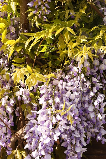 Hermosas flores al aire libre en un día soleado increíble