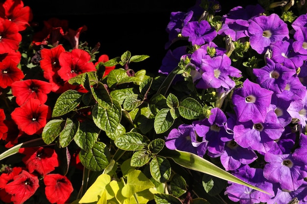 Hermosas flores al aire libre en un día soleado de primavera