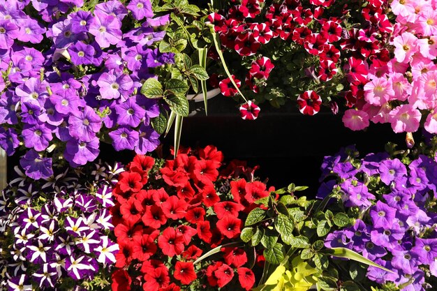 Hermosas flores al aire libre en un día soleado de primavera