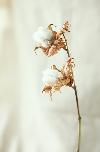 Hermosas flores de algodón blanco sobre fondo de flores delicadas y esponjosas.