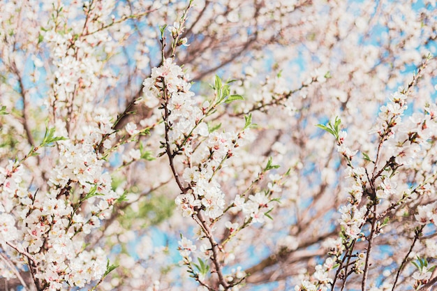 Hermosas flores de almendro en el árbol con cielo azul detrás en primavera