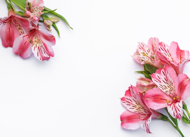 Foto hermosas flores de alstroemeria sobre fondo blanco.