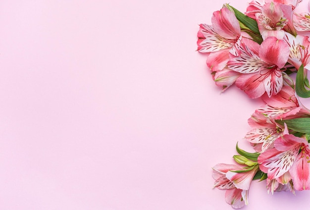 Hermosas flores de Alstroemeria sobre fondo rosa