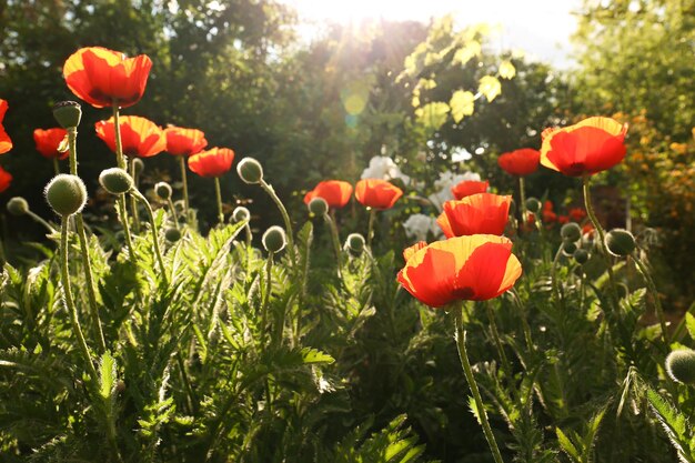 Hermosas flores de amapola roja al aire libre en un día soleado