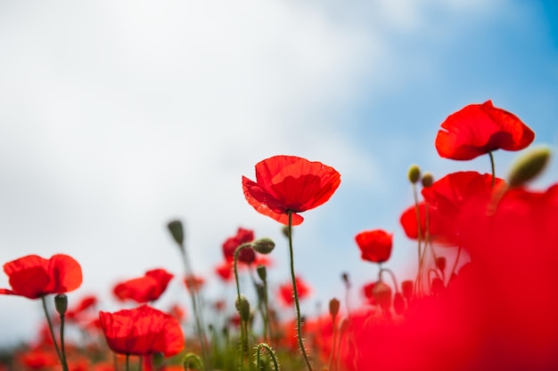 Hermosas flores de amapola rojas. Imagen macro con poca profundidad de campo