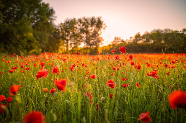 Hermosas flores de amapolas en la luz del atardecer en la naturaleza primer plano Paisaje natural de primavera y verano