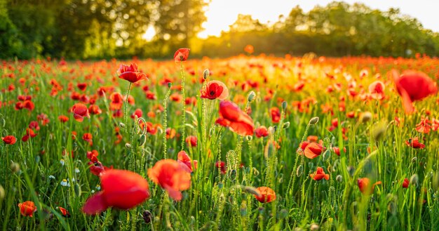 Hermosas flores de amapolas en la luz del atardecer en la naturaleza primer plano Paisaje natural de primavera y verano