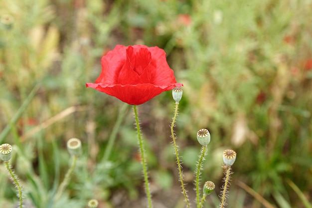 Hermosas flores amapolas rojas de cerca