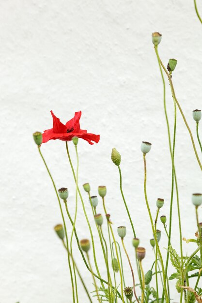 Hermosas flores amapolas rojas de cerca