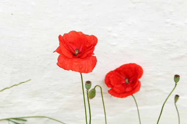 Hermosas flores amapolas rojas de cerca