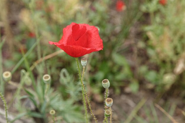 Hermosas flores amapolas rojas de cerca