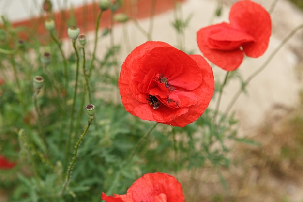 Hermosas flores amapolas rojas de cerca