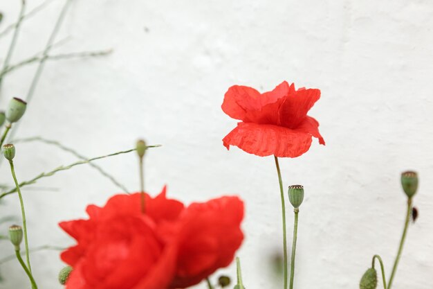 Hermosas flores amapolas rojas de cerca