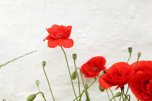 Hermosas flores amapolas rojas de cerca