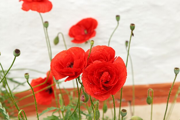 Hermosas flores amapolas rojas de cerca