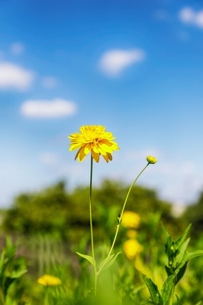 Foto hermosas flores amarillas brillantes en un cielo azul