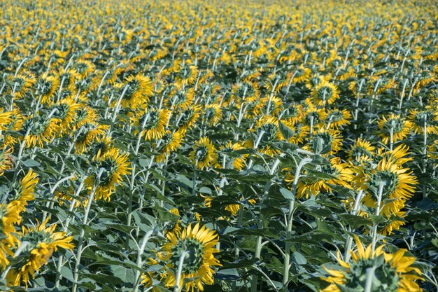 Hermosas flores amarillas en los campos.