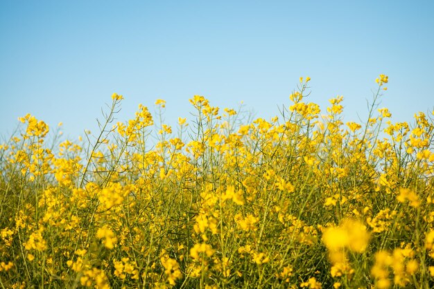 Hermosas flores amarillas de colza en el fondo del cielo azul claro