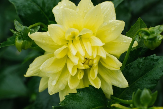 Hermosas flores amarillas de dalia con gotas de rocío o lluvia en verano y otoño en el jardín