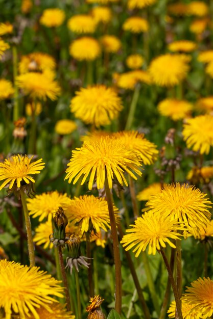 Hermosas flores amarillas de diente de león con semillas de diente de león con hermosas flores amarillas en la primavera en el campo