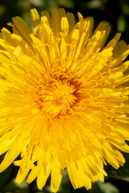 Hermosas flores amarillas de diente de león con semillas de diente de león con hermosas flores amarillas en la primavera en el campo