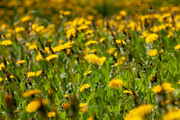 Hermosas flores amarillas de diente de león con semillas