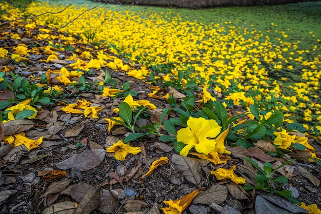 Hermosas flores amarillas doradas Tabebuia Chrysotricha de la trompeta amarilla que están floreciendo caídas marchitas en la hierba del suelo con el parque en el fondo del jardín en Tailandia