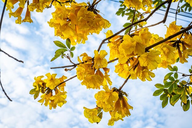 Hermosas flores amarillas doradas de tabebuia chrysotricha de la